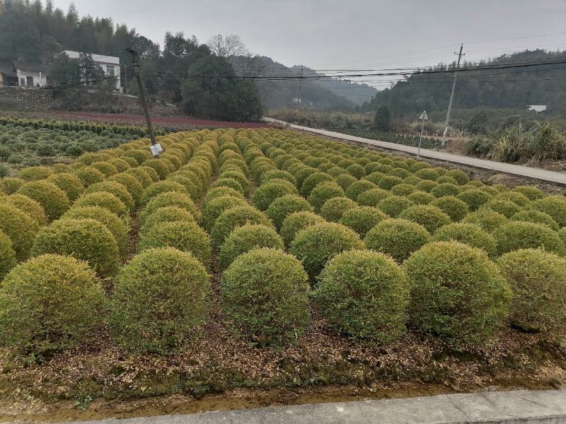 批发金森女贞，金森女贞柱子，金森女贞球，金森女贞小苗