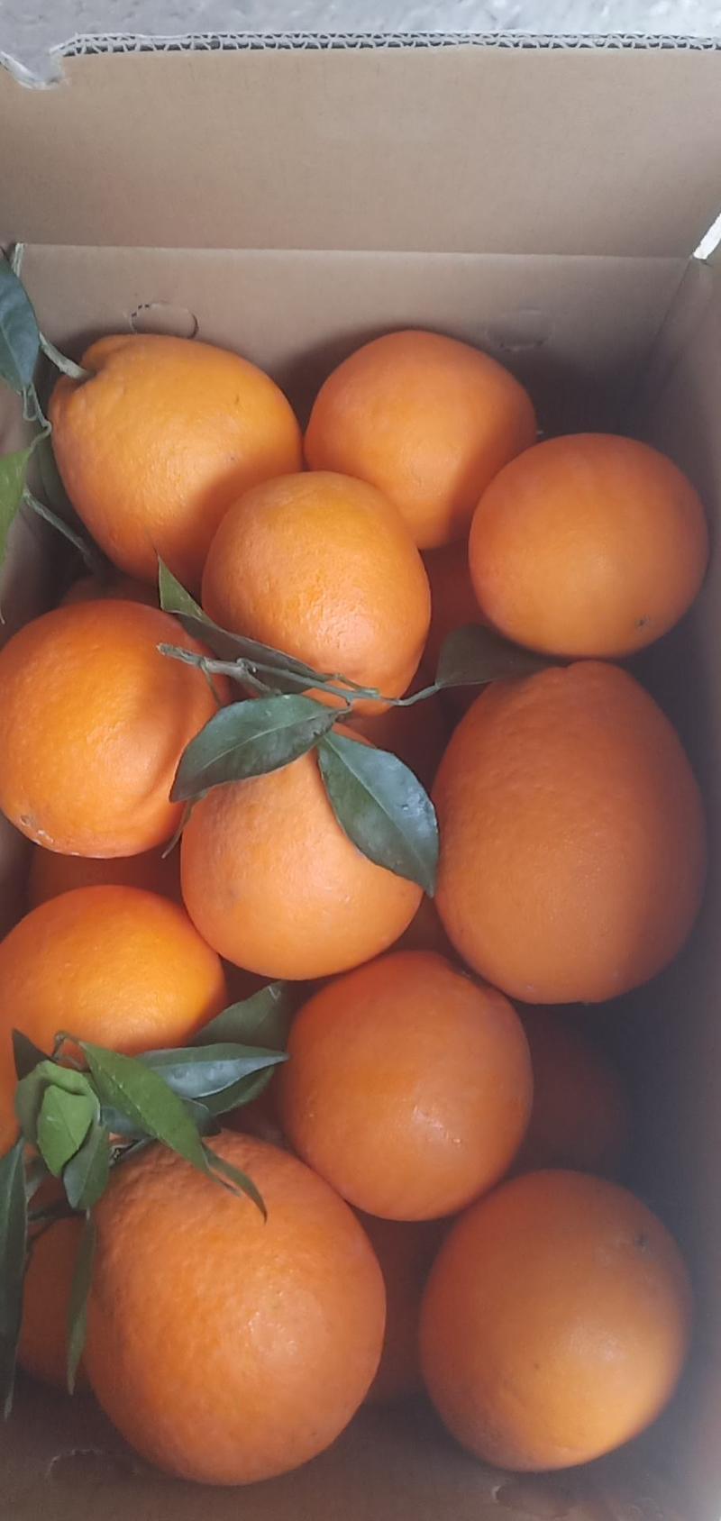 正宗奉节脐橙大量低价供应货源充足，放心合作！