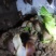 白玉蜗牛