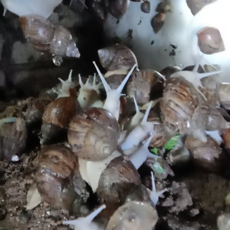 白玉蜗牛