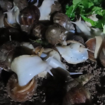 白玉蜗牛