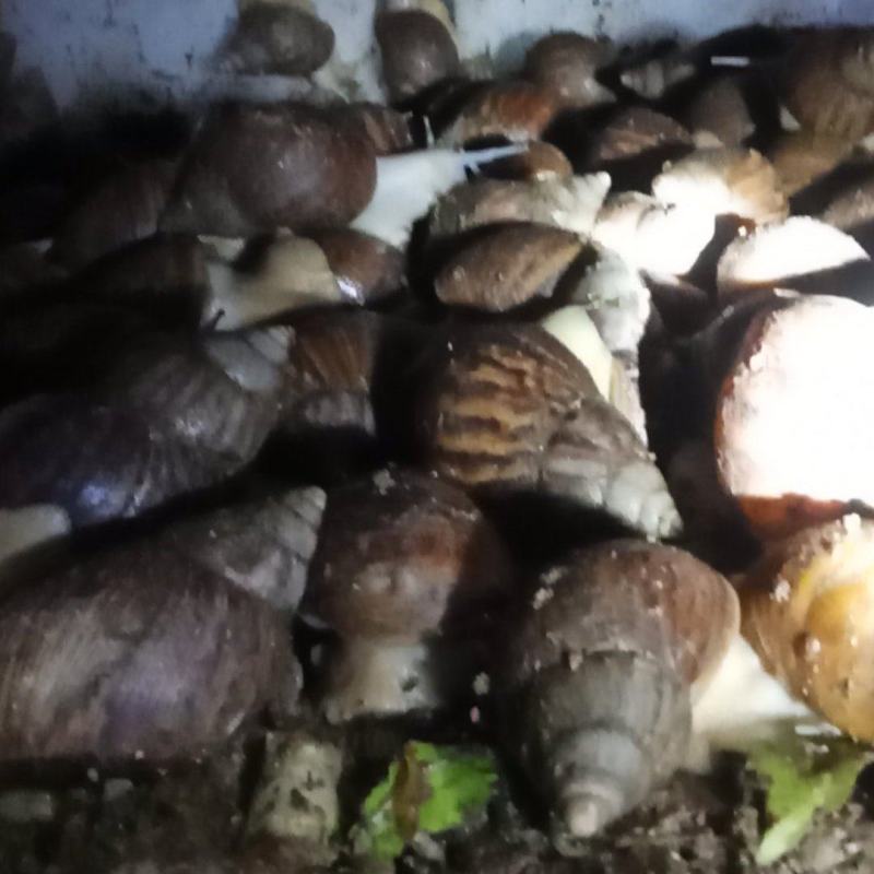白玉蜗牛，基地养殖，活体，全国发货，量大从优欢迎联系