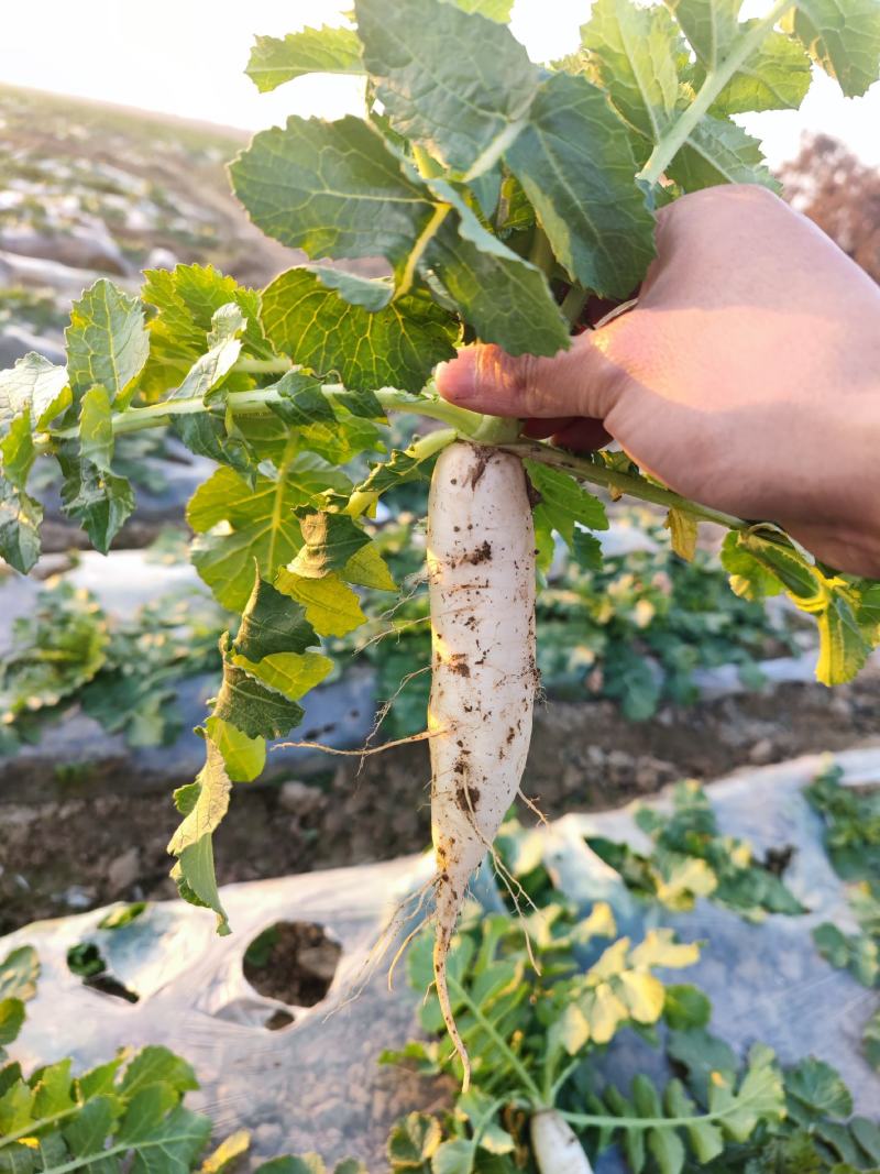 韩国泡菜萝卜