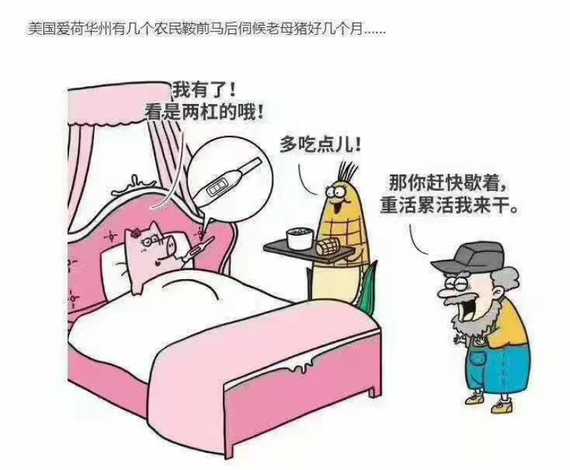 霉解清「可饮水的脱霉剂」