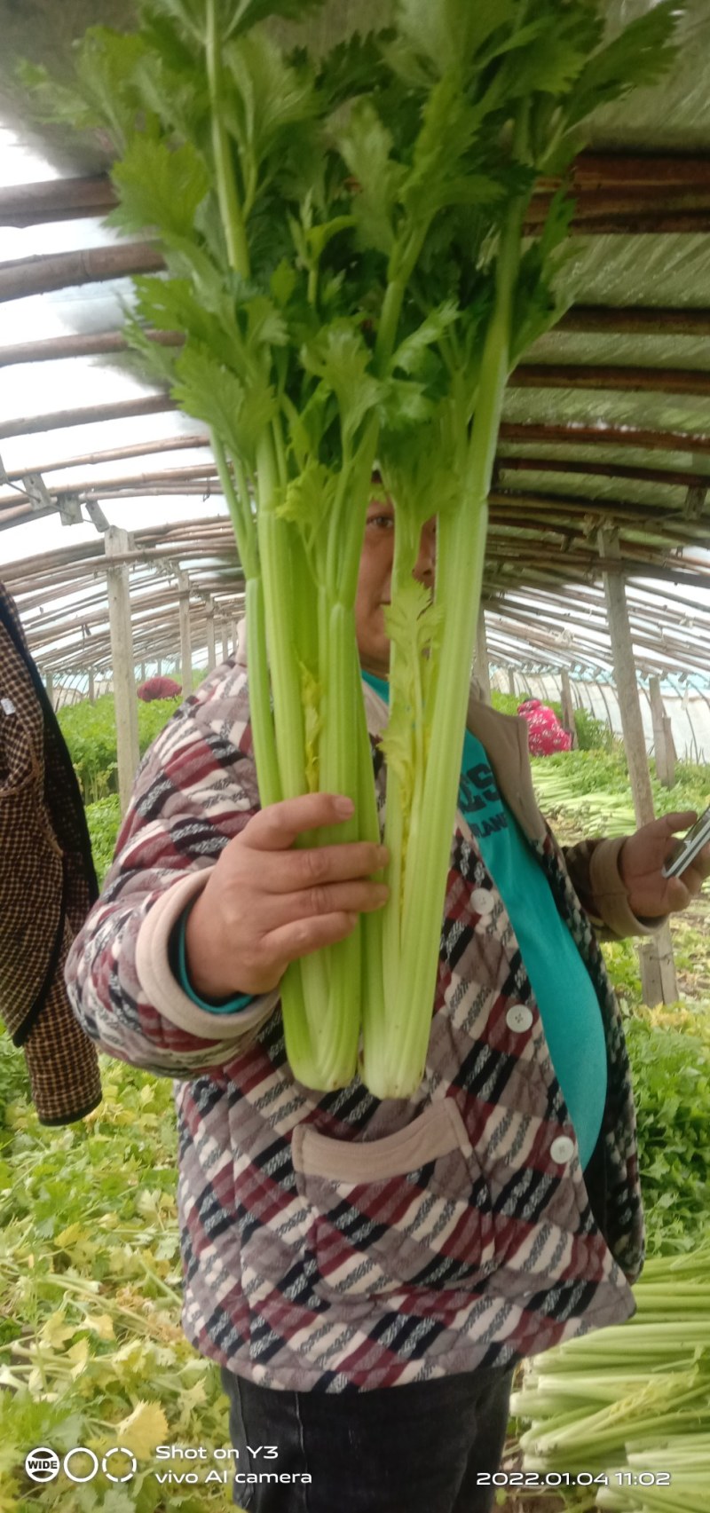 西芹，砀山本地一手货源，种殖面积广，大吨位供应，对接商超
