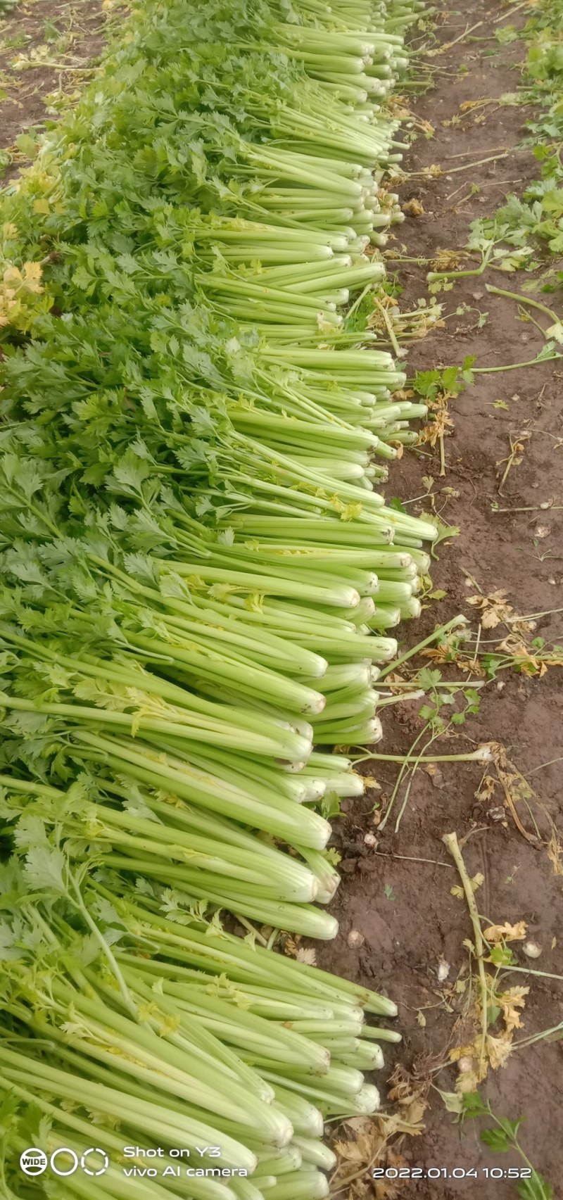 西芹，砀山本地一手货源，种殖面积广，大吨位供应，对接商超