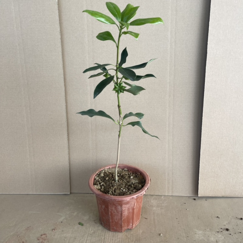 有大量古龙大红八角苗出售基地直销想种植的可以看看