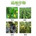 高雷58%甲霜锰锌黄瓜霜霉病番茄晚疫病烟草黑胫病杀菌剂