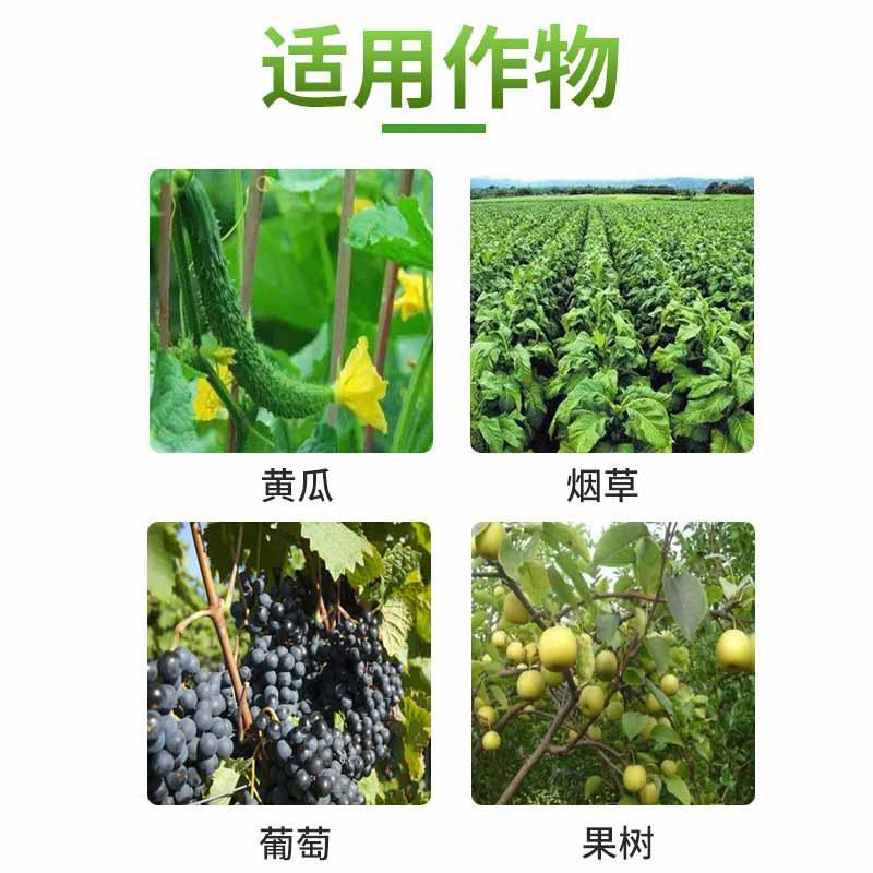 高雷58%甲霜锰锌黄瓜霜霉病番茄晚疫病烟草黑胫病杀菌剂
