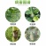 高雷58%甲霜锰锌黄瓜霜霉病番茄晚疫病烟草黑胫病杀菌剂