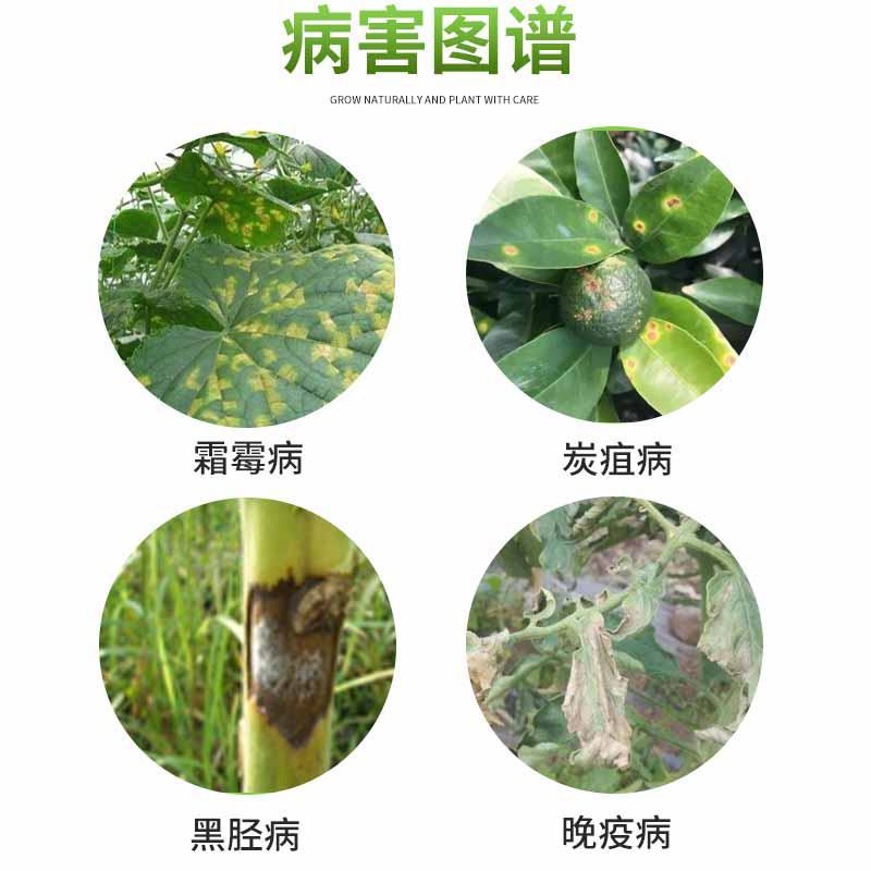 高雷58%甲霜锰锌黄瓜霜霉病番茄晚疫病烟草黑胫病杀菌剂