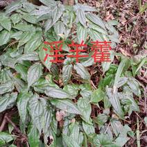 野生淫羊藿，块茎叶带须，来自于贵州深山老林自然生长