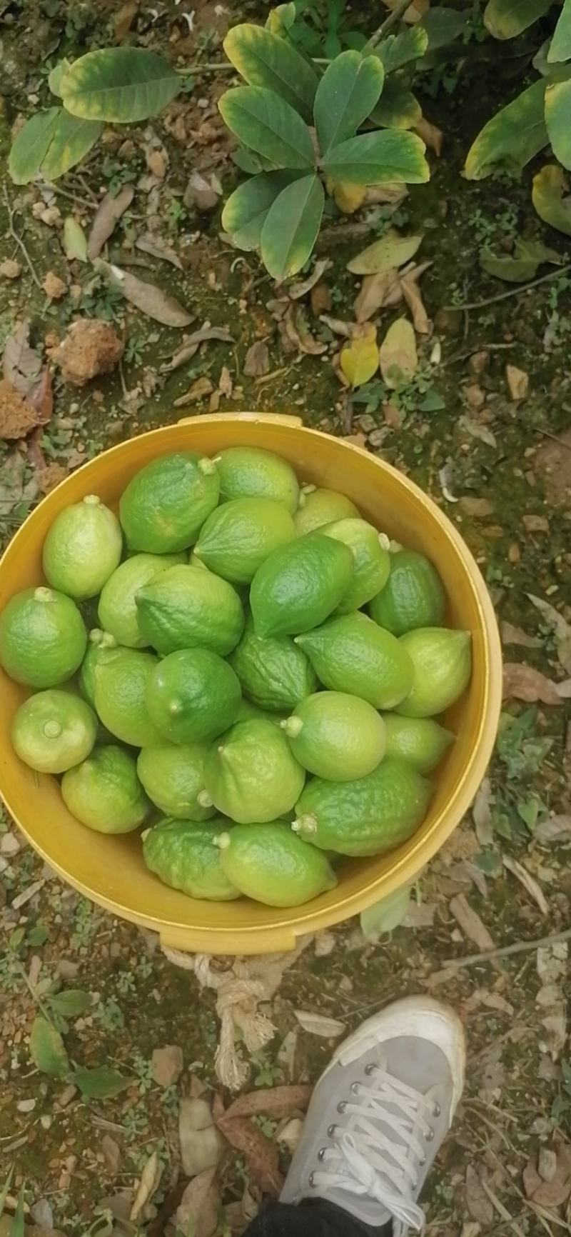 广东香水柠檬无子柠檬