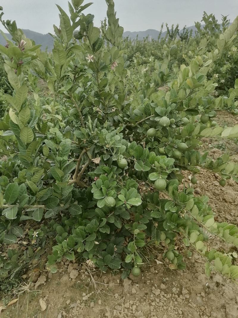 广东香水柠檬无子柠檬