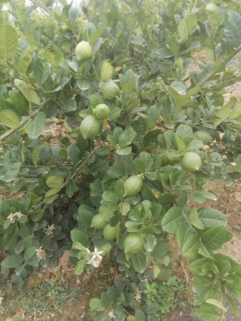 广东香水柠檬无子柠檬