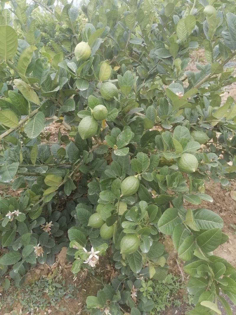 广东香水柠檬无子柠檬