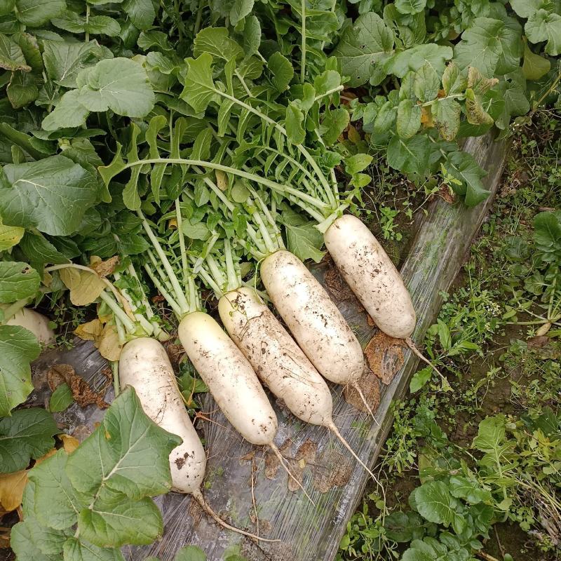 韩国萝卜，60亩需要的来哟，产地直销