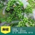 (包邮)山东大红袍花椒苗现挖现发麻椒,九叶青花椒苗