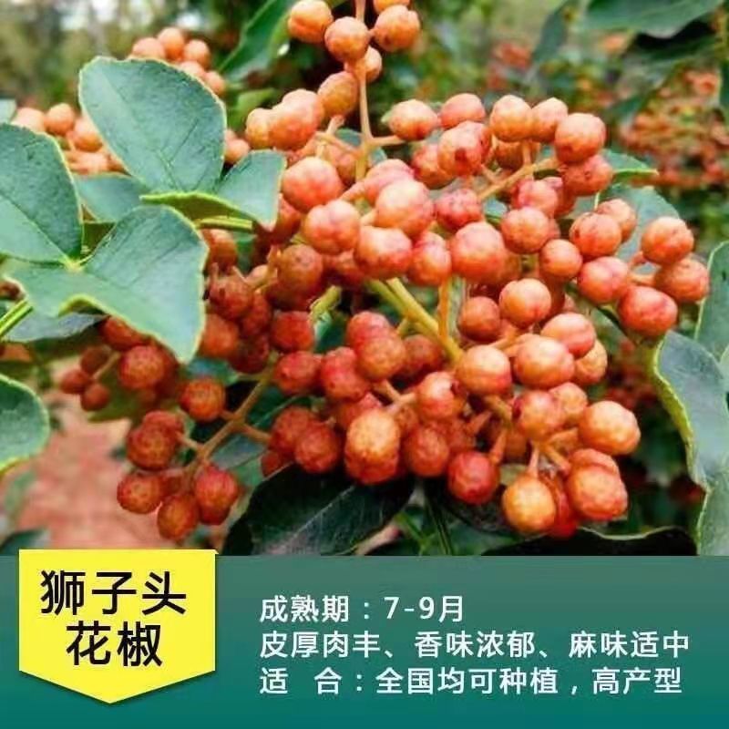 （包邮）山东大红袍花椒苗现挖现发麻椒，九叶青花椒苗