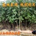(包邮)山东大红袍花椒苗现挖现发麻椒,九叶青花椒苗