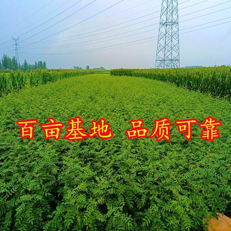 （包邮）山东大红袍花椒苗现挖现发麻椒，九叶青花椒苗