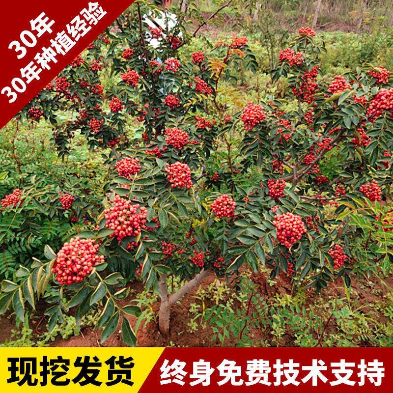 （包邮）山东大红袍花椒苗现挖现发麻椒，九叶青花椒苗