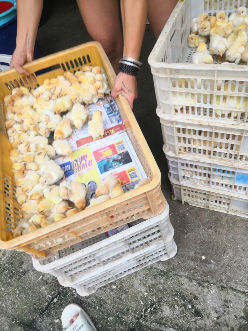 河田公鸡苗土鸡苗公苗打疫苗质量好。送货上门