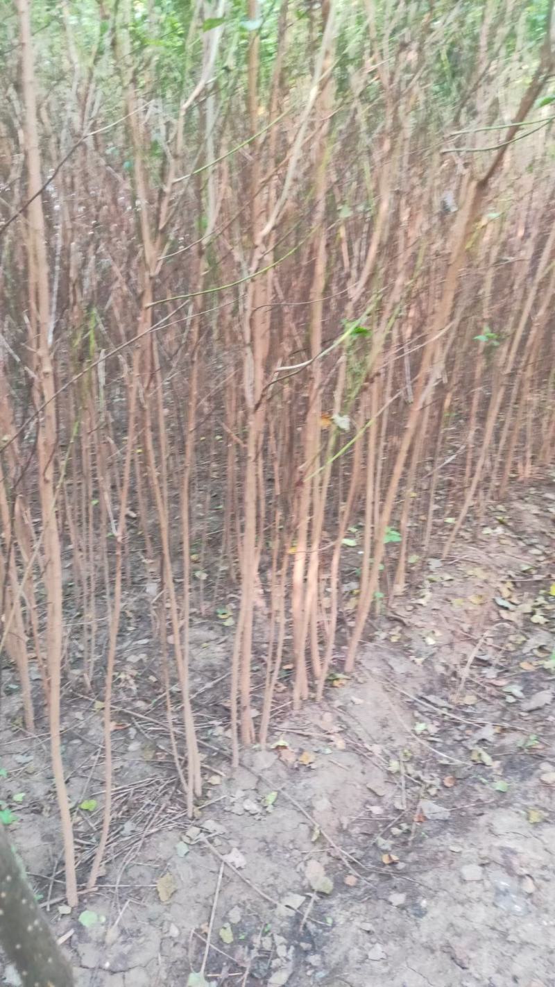乌桕树苗