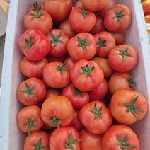 粉果番茄，开园啦。卖相好，口感好，大量上市，自有园区。
