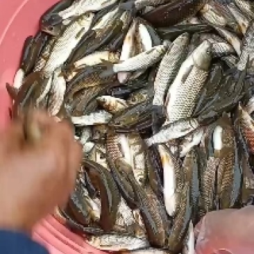 草鱼苗