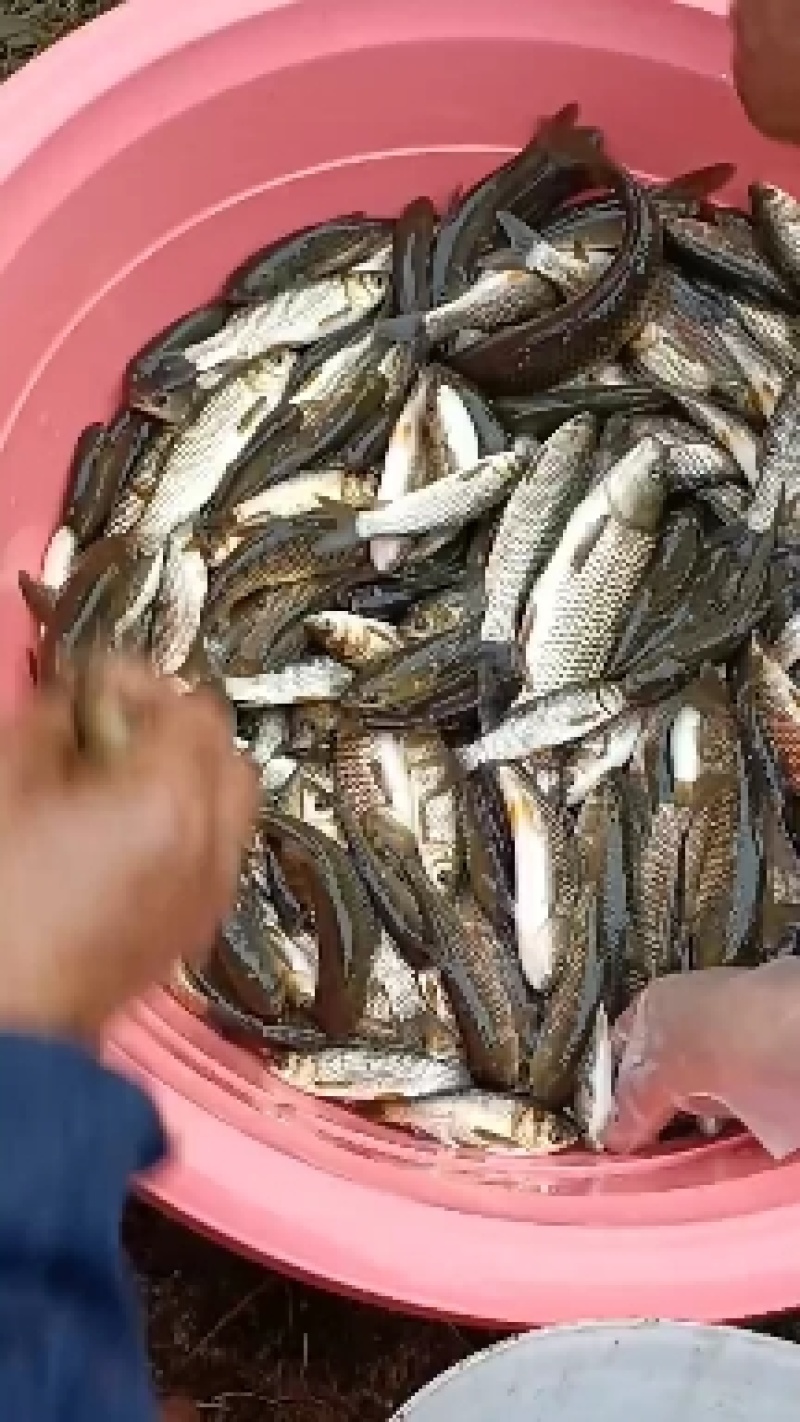 草鱼苗