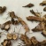 【仙灵脾淫羊藿根】@【同欢药材】中药材批发供应
