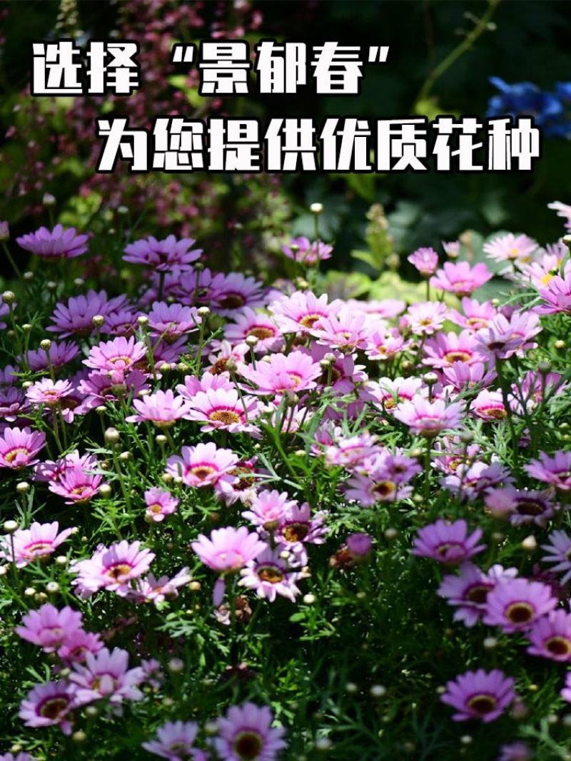 花环菊种子混色花卉种子景观绿化草花种子野花花种子阳台盆栽
