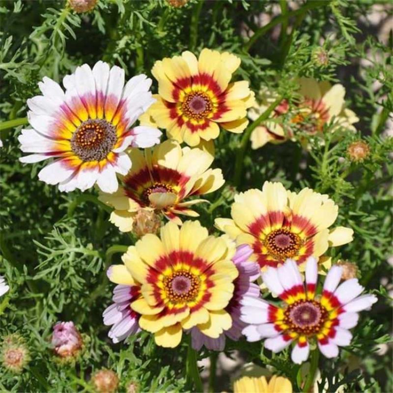 花环菊种子混色花卉种子景观绿化草花种子野花花种子阳台盆栽