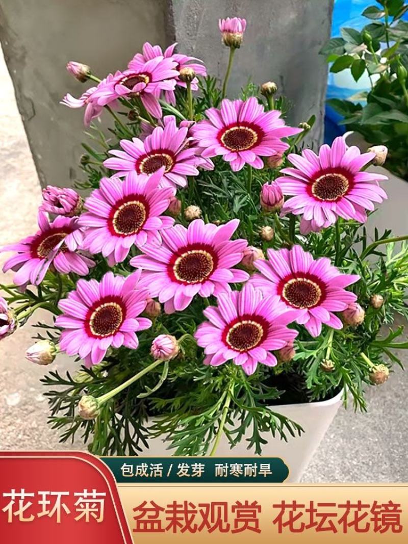 花环菊种子混色花卉种子景观绿化草花种子野花花种子阳台盆栽