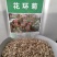 花环菊种子混色花卉种子景观绿化草花种子野花花种子阳台盆栽
