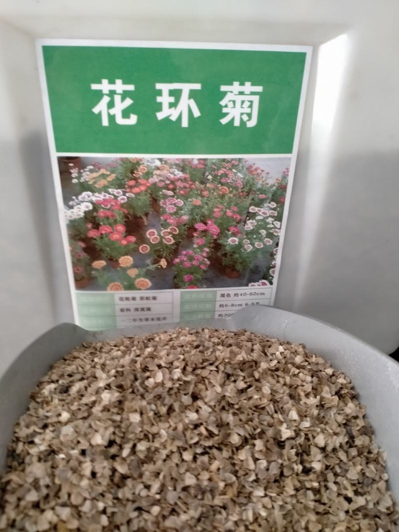 花环菊种子混色花卉种子景观绿化草花种子野花花种子阳台盆栽