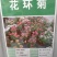 花环菊种子混色花卉种子景观绿化草花种子野花花种子阳台盆栽