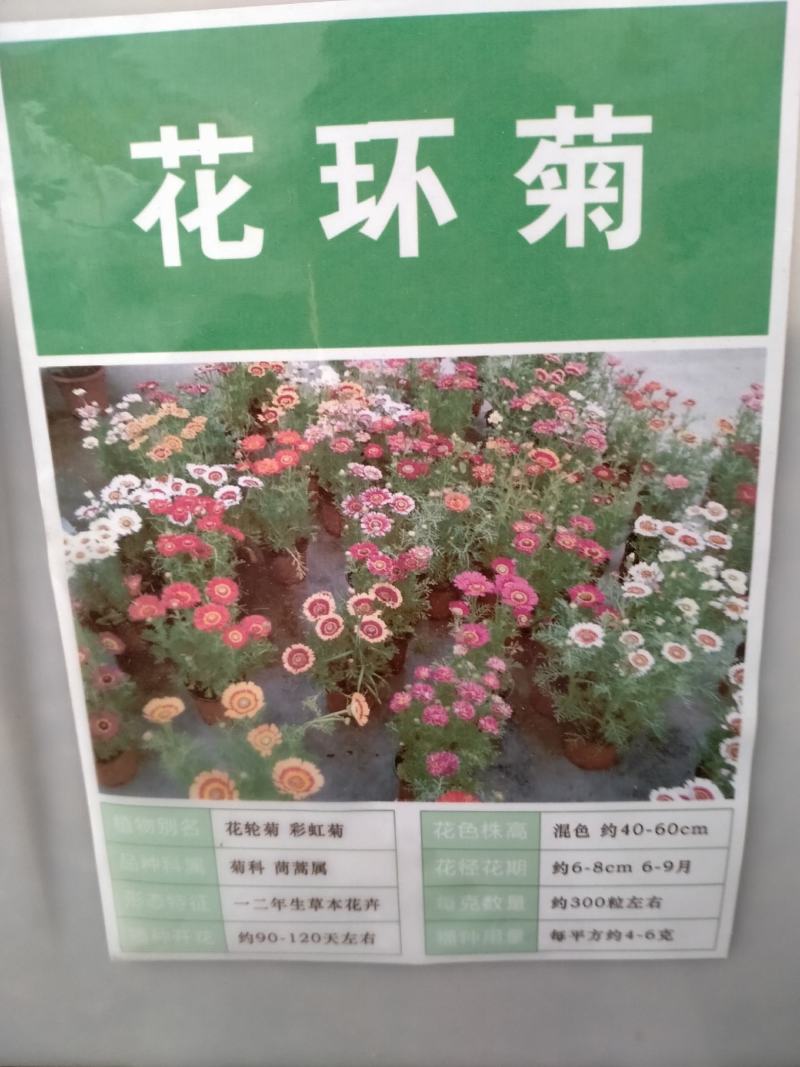 花环菊种子混色花卉种子景观绿化草花种子野花花种子阳台盆栽