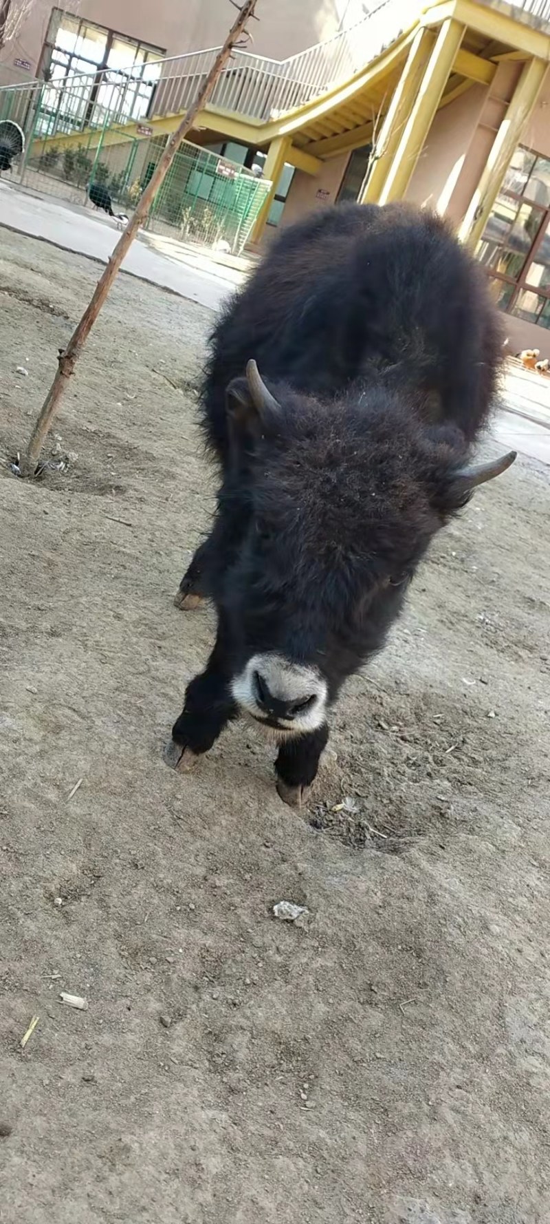 苏格兰高低牛成年