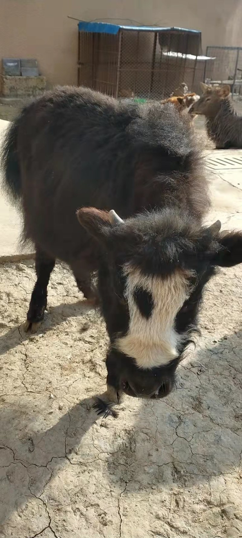 苏格兰高低牛成年