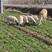 （厂家直销）纯种小尾寒羊繁殖母羊提供养殖技术