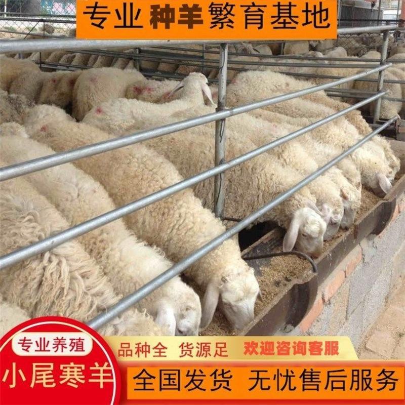 （厂家直销）纯种小尾寒羊繁殖母羊提供养殖技术