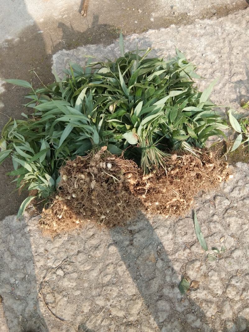 高杆姜型大黄精种苗