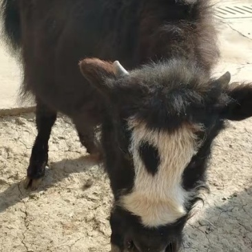 苏格兰高低牛成年