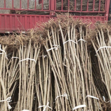 桑树苗