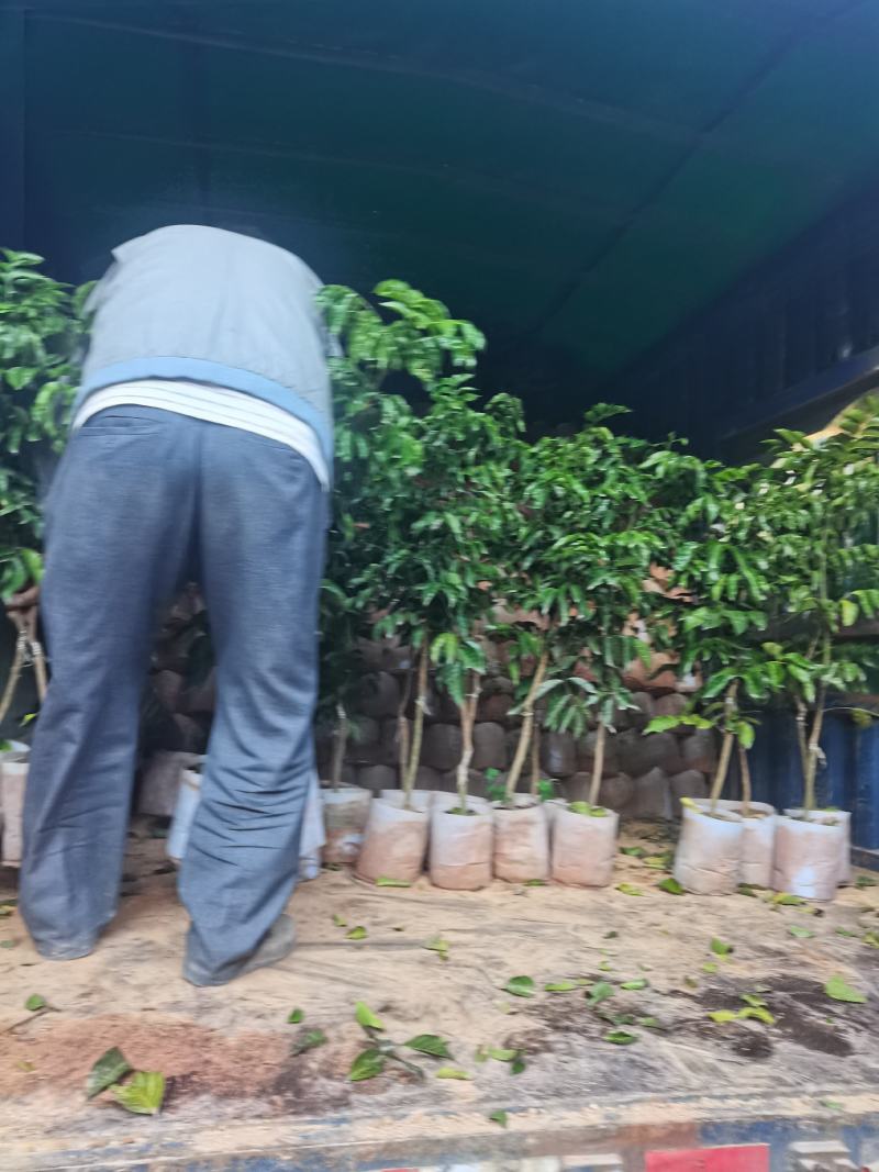 黄皮苗。