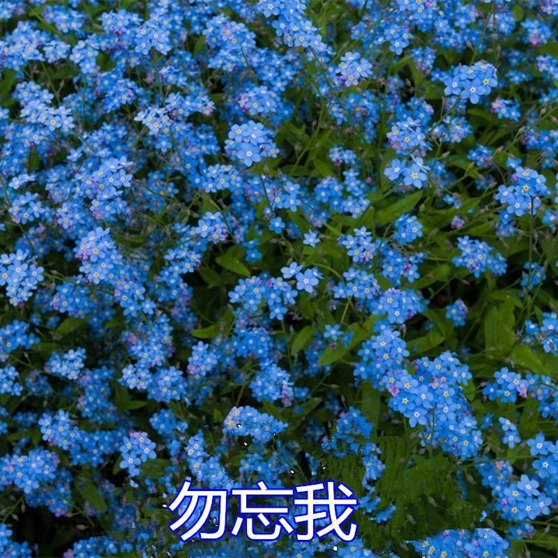 勿忘草花种子宿根多年生勿忘我种子盆栽耐寒易种花卉种子