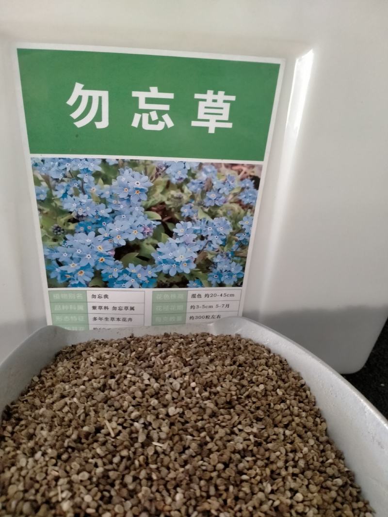 勿忘草花种子宿根多年生勿忘我种子盆栽耐寒易种花卉种子