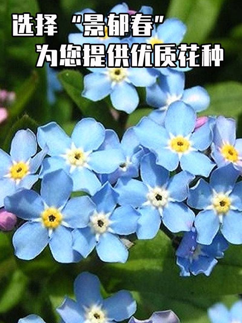 勿忘草花种子宿根多年生勿忘我种子盆栽耐寒易种花卉种子